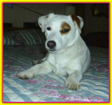 Aisha, Jack Russell Terrier