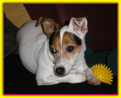 Alice, Jack Russell Terrier
