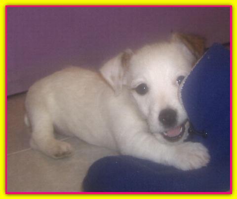 Alice, Jack Russell Terrier