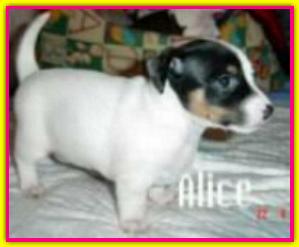 Alice, Jack Russell Terrier