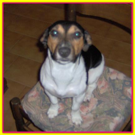 Alice, Jack Russell Terrier