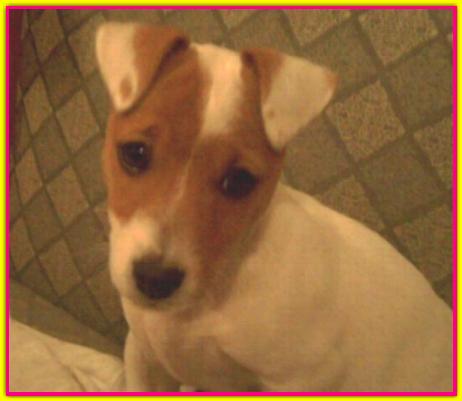 Aliciuzzi, Jack Russell Terrier