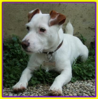 Alteo, Jack Russell Terrier