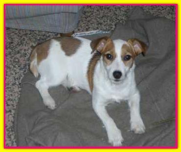 Amelie, Jack Russell Terrier