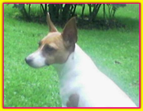 Andrea, Jack Russell Terrier