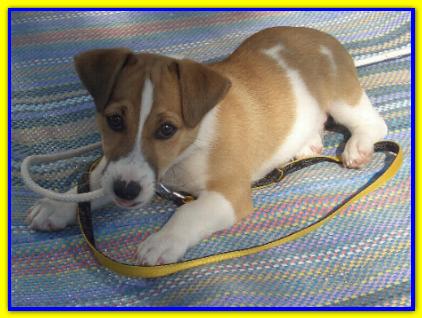 Argo, Jack Russell Terrier