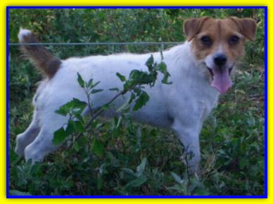 Ari, Jack Russell Terrier