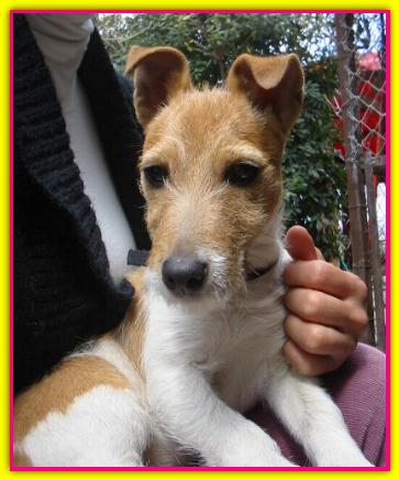 Artemisia Lul�, Jack Russell Terrier