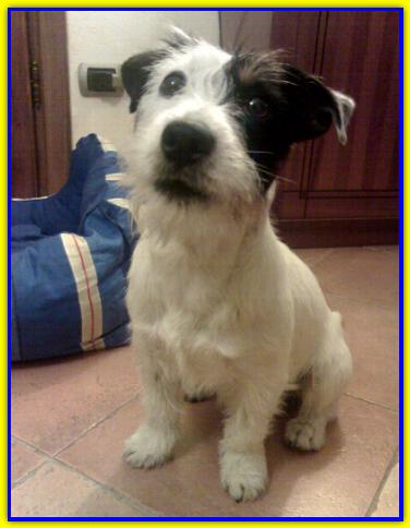 Art�, Jack Russell Terrier