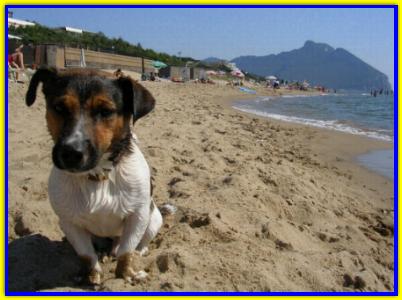Art� Birba, Jack Russell Terrier