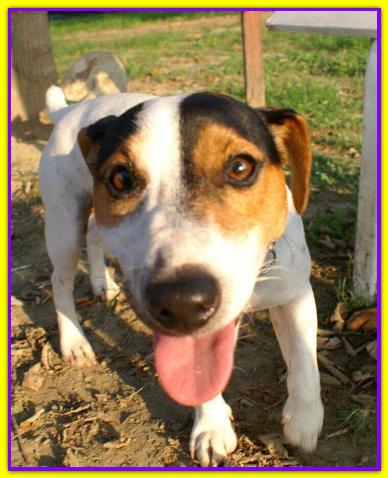 Art�, Jack Russell Terrier