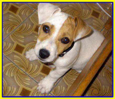 Arturo, Jack Russell Terrier