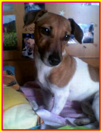 Asia, Jack Russell Terrier