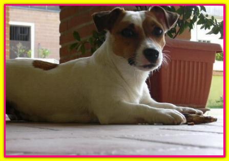 Atena, Jack Russell Terrier