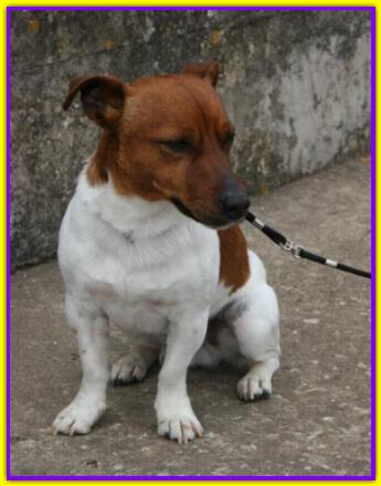 Bart, Jack Russell Terrier