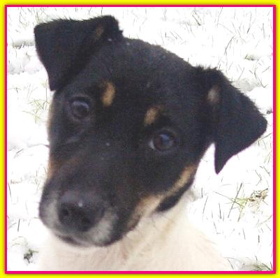 Beba, Jack Russell Terrier