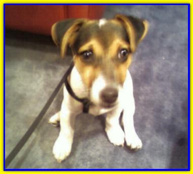 Beniamno, Jack Russell Terrier