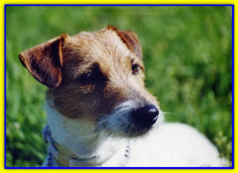Benjamin, Jack Russell Terrier