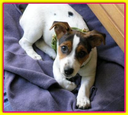 Betta, Jack Russell Terrier