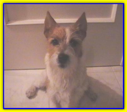 Biagio, Jack Russell Terrier