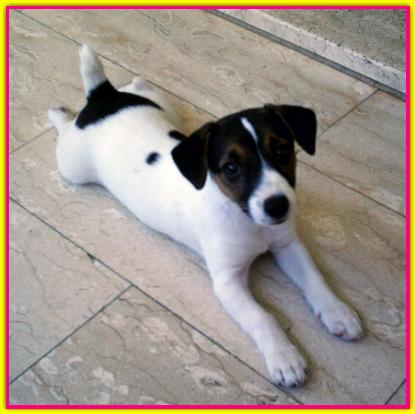 Biba, Jack Russell Terrier