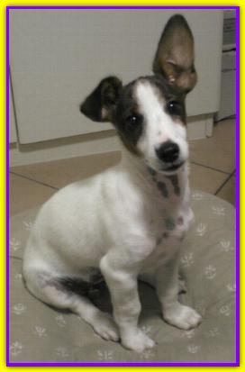 Billo, Jack Russell Terrier