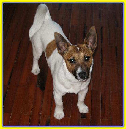 Billow, Jack Russell Terrier