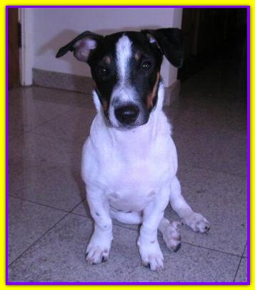 Billy, Jack Russell Terrier
