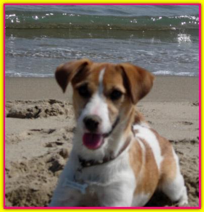 Birba, Jack Russell Terrier