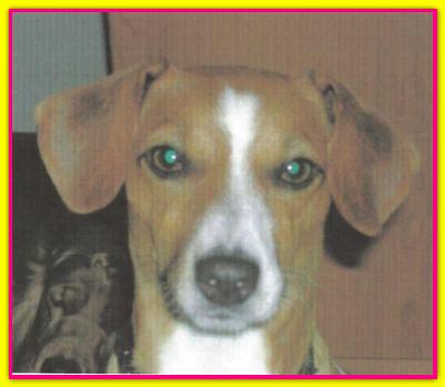 Birba, Jack Russell Terrier