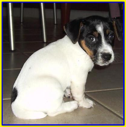 Birillo, Jack Russell Terrier