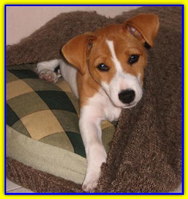 Biro, Jack Russell Terrier