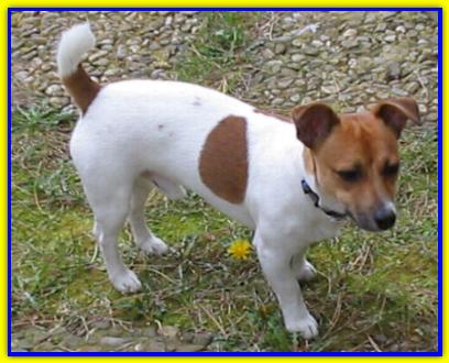Blake, Jack Russell Terrier