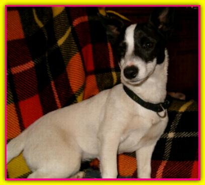 Blu, Jack Russell Terrier