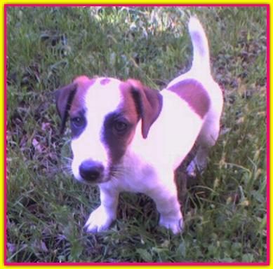 Bonnie, Jack Russell Terrier