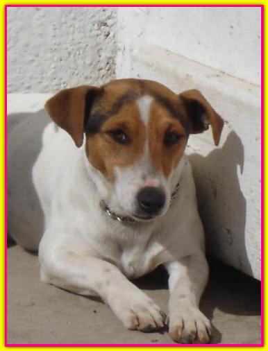 Bony, Jack Russell Terrier