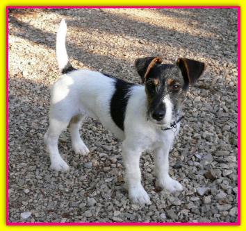 Bree, Jack Russel Terrier