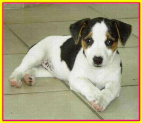 Brioche, Jack Russell Terrier
