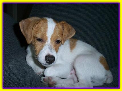 Brunello, Jack Russell Terrier