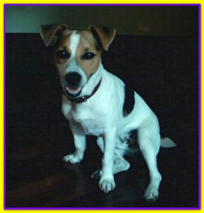 Bullo, Jack Russell Terrier