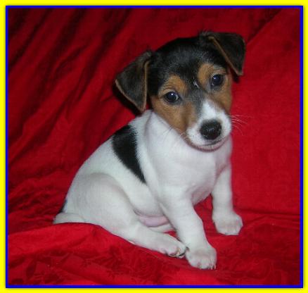 Buster, Jack Russell Terrier
