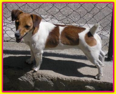 Camilla, Jack Russell Terrier
