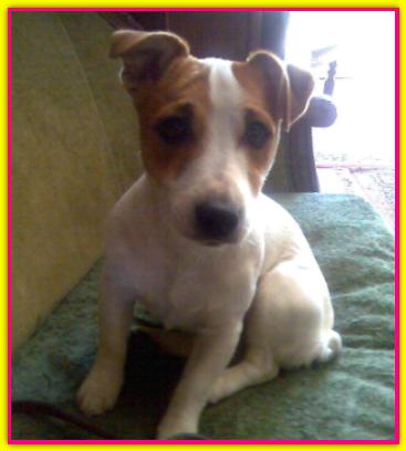 Cecilia, Jack Russell Terrier
