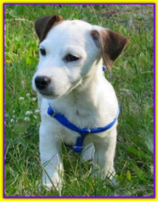 Chaos, Jack Russell Terrier
