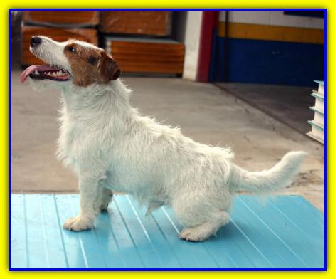 Charlie Jack, Jack Russell Terrier