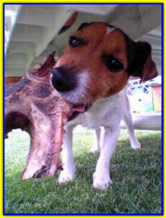 Cicho, Jack Russell Terrier