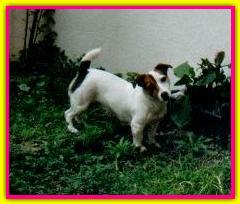 Cindy, Jack Russell Terrier