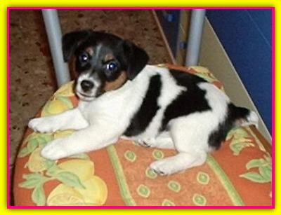 Cleo, Jack Russell Terrier
