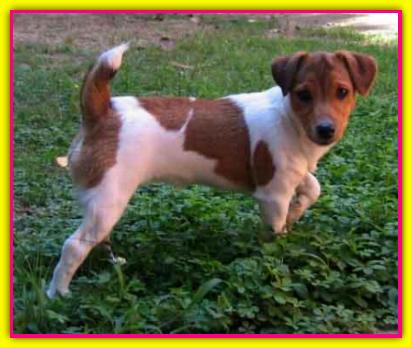 Cleopatra, Jack Russell Terrier