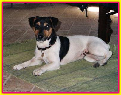 Clheo, Jack Russell Terrier